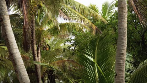 Coconut-Palm-Trees-In-Fiji-Island-On-A-Sunny-Summer-Day---Wide-shot
