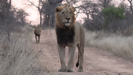 An-epic-shot-of-a-male-lion-standing-tall-on-a-windy-dirt-road-in-the-outback-of-Africa-as-another-lion-approaches