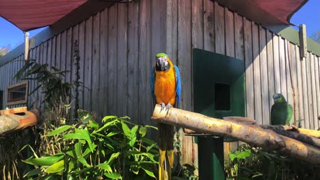 Ara-Papagei-Mit-Orangenflügelamazone-Sitzt-Auf-Einem-Baumstamm-Im-Longleat-Safari--Und-Abenteuerpark-In-Wiltshire,-England,-Vereinigtes-Königreich