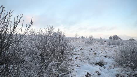 Camera-motion-behind-frozen-bush-in-beautiful-winter-landscape-scene