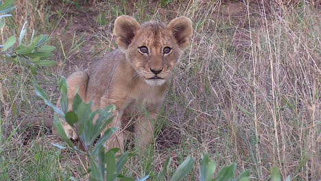 Portrait-of-a-tiny-lion-cub-in-the-tall-grass