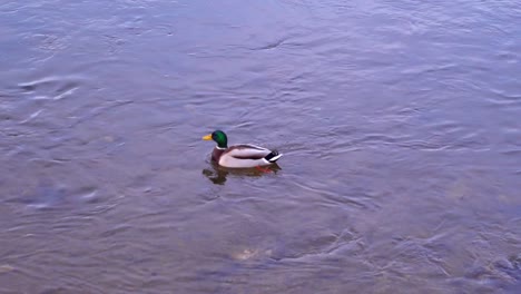 Male-Mallard-Duck-Floating-On-The-Running-Water-Of-River-Near-The-Park-In-Romania