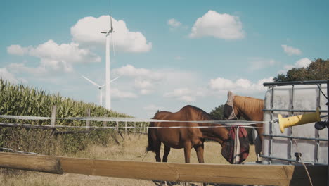 Two-horses-in-a-paddock-next-to-a-cornfield-with-green-energy-windmills-in-the-background
