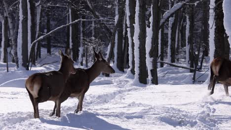 elk-running-through-snow-super-slomo-epic-winter-scene