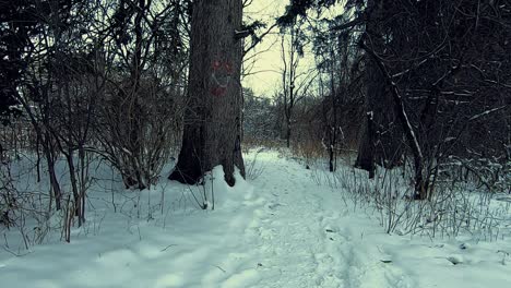 Caminando-En-El-Bosque-Sobre-La-Nieve-En-Un-Día-De-Invierno