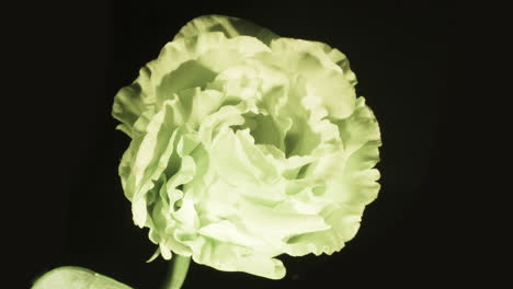 Rose-like-Lisianthus,-the-peace-flower,-blooming-delicate-petals---HD-close-up