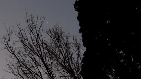 A-waning-moon-seen-through-a-leafless-tree-moved-by-the-wind,-with-the-shadow-of-a-cypress-in-the-right-of-the-frame