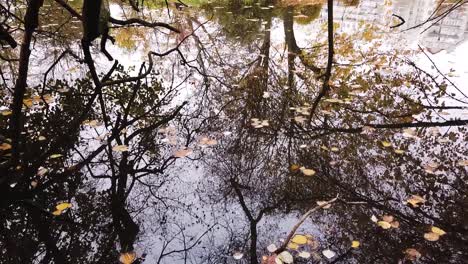 Teichspiegelung-Mit-Bunten-Herbstbäumen-Und-Gefallenen-Blättern-Auf-Der-Wasseroberfläche-Im-Park-Skaryszewski-Mit-Wunderschönen-Herbstfarben