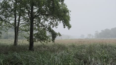 cold-wet-foggy-forest-landscape-shot