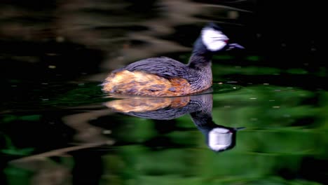 Close-up-shot-of-a-White-tufted-grebe-swimming-fast-on-a-pond-and-looking-around
