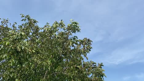 Pan-shot-of-a-tree-canopy-at-the-wind