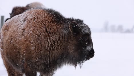 bison-calf-side-profile-snowstorm-slomo