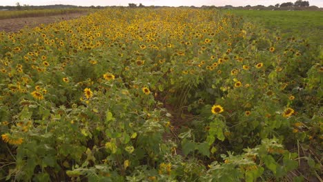 Sunflowers-by-the-hundreds