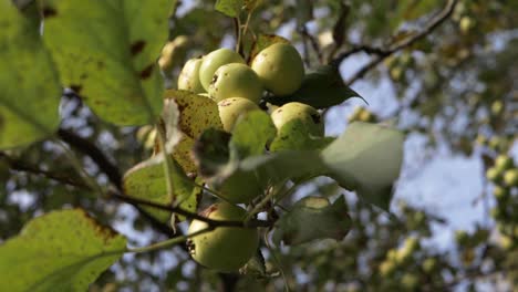 Wilde-Äpfel-Wachsen-Auf-Einem-Apfelbaum,-Mittlere-Aufnahme