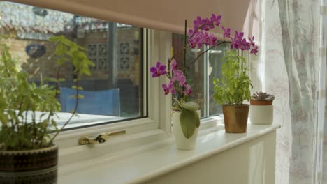 Hand-Platziert-Eine-Pflanze-Neben-Einem-Fenster-In-Einem-Modernen-Haus