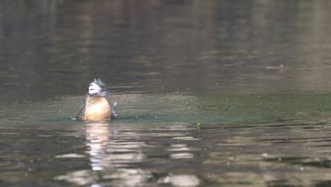 White-tufted-grebe-swims-around,-dives-and-flaps-wings,-close-view