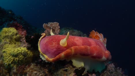 Large-Spanish-Dancer-nudibranch-in-full-view-close-up-to-the-camera-on-coral-reef-with-dark-blue-ocean-as-background