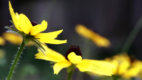 Luft-Weht-An-Einem-Windigen-Morgen-Auf-Die-Schönen-Schwarzäugigen-Susan-Sonnenblumen-Im-Garten-In-Centerville,-Ohio-–-Makro