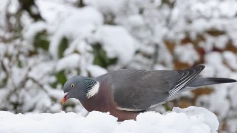 Ringeltaube-Columba-Palumbusow-Ernährt-Sich-Von-Einem-Schneebedeckten-Vogelhäuschen-Im-Vereinigten-Königreich