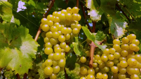 A-ripe-yellow-muscat-grape-on-a-vine-in-slow-motion