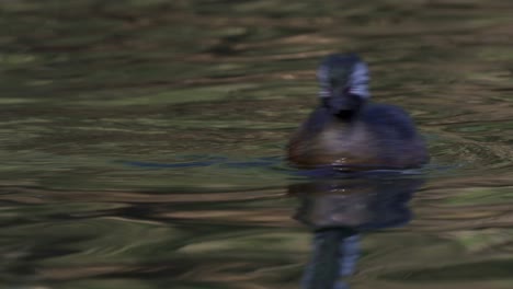 Close-up-of-white-tufted-grebe-swimming-around-in-dark-wavy-water