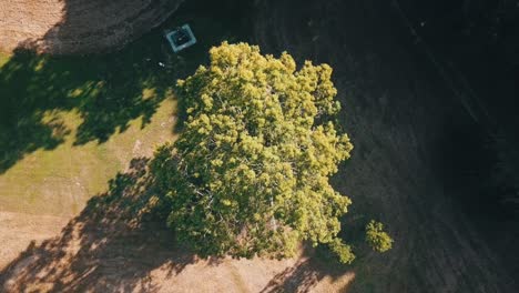 Spinning-Top-Down-Shot-Of-A-Tree