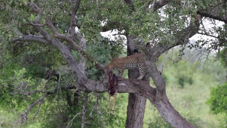 Der-Mächtige-Leopard-Ernährt-Sich-Von-Impalas,-Die-In-Den-Kruger-Natl-PK-Baum-Gezogen-Werden