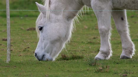 Weißes-Welara-Pony-Weidet-Auf-Der-Grünen-Weide