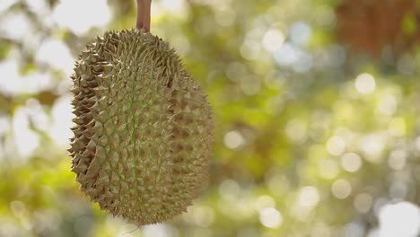 Close-Up-Footage-of-Golden-and-Beautiful-Durian-Crop,-The-King-Of-Fruit