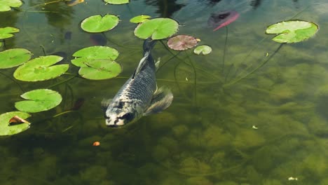 Koi-fish,-large-in-size,-white-in-color