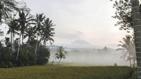 Spectacular-nature-field-shot-and-volcanic-eruption-in-background-on-Mount-Agung-in-Bali