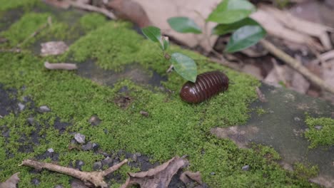 Huge-Pill-Bug-Crossing-a-Mossy-Road