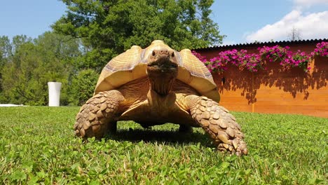 Close-up-of-big-sulcata-turtle-walking-fast-on-green-lawn