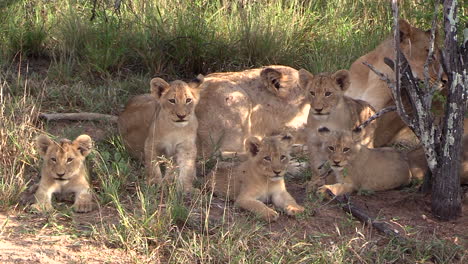 Lionesses-and-their-cubs-in-the-wild-while-the-curious-cubs-look-at-the-camera