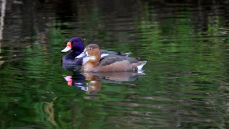 A-pair-of-Rosy-Billed-Pochard-swimming-together-on-the-water