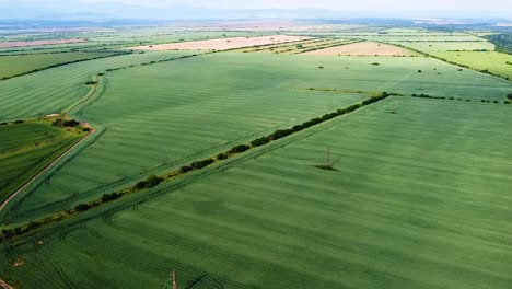 Flying-upwards-a-green-wheat-field