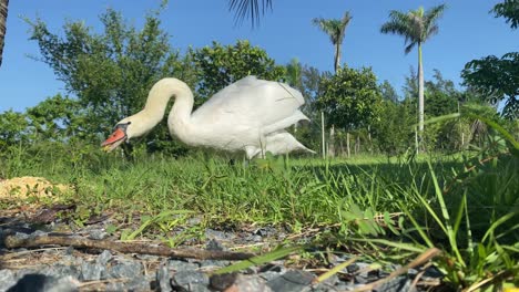Cisne-Blanco-Comiendo,-Vida-Silvestre-Animales-Aves