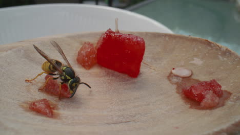 Wespe-Pflückt-übriggebliebene-Wassermelone