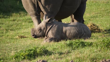 Baby-rhino-resting-on-the-ground-next-to-its-mother-grazing-nearby,-profile-view