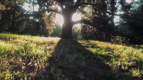 Verträumte-Dolly-Aufnahme-Eines-Baumes-Mit-Sonnenflair-Im-Hintergrund-–-Zeitlupe