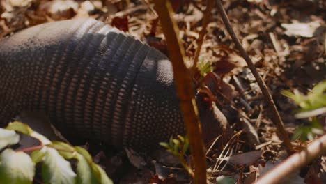 A-nine-banded-armadillo-gets-spooked-while-rummaging-through-the-dirt-and-leaves-looking-for-food
