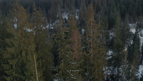 Verschneite-Wälder-In-Der-Wintersaison