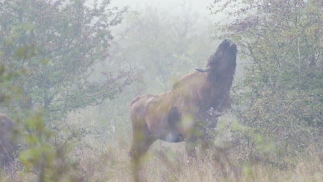 European-bison-bonasus-bull-reaching-for-leaves-on-a-bush,fog,Czechia