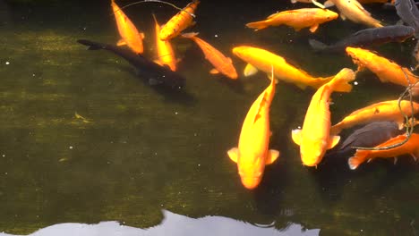 Gasp-of-gold-and-black-koi-fish-swimming-in-pool