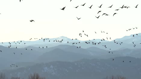 Herde-Von-Gänsen,-Die-Vor-Einem-Hintergrund-Von-Bergen-Fliegen