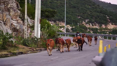 Herd-of-cows-running-along-coastal-road-in-Vietnam