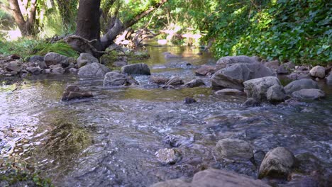 Clear-fresh-water-rocky-stream-through-the-forest---tilt-up