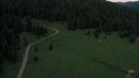 Herd-Of-Cows-Grazing-On-Mountainside-Pasture-With-Evergreen-Forest-At-Sunset-In-Romania