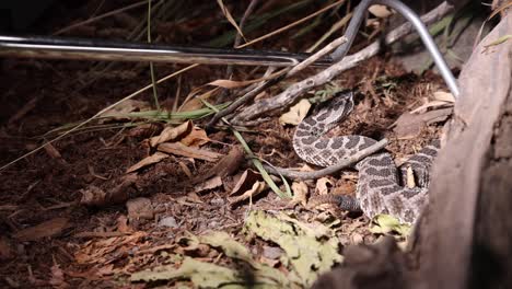 snake-expert-wrangling-rattlesnake-in-the-dark-slomo