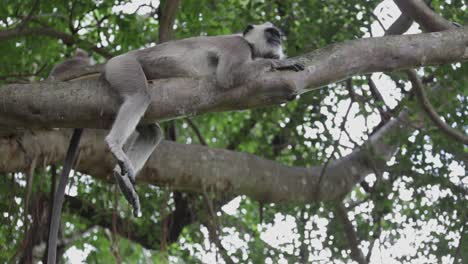 Mono-Yace-En-Un-árbol-Alto-En-La-Selva-De-Sri-Lanka